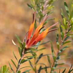 Lambertia inermis