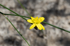 Tricoryne elatior
