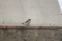 Lanius senator badius