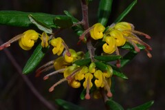 Grevillea chrysophaea