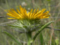 Pentanema montanum
