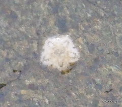 Patiriella regularis