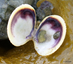 Austrovenus stutchburyi