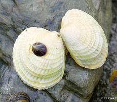 Austrovenus stutchburyi