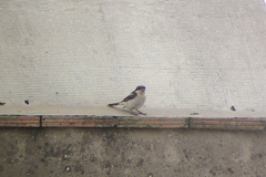 Lanius senator badius