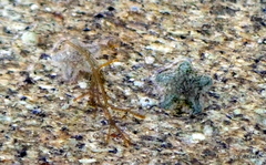 Patiriella regularis
