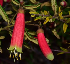 Correa reflexa reflexa