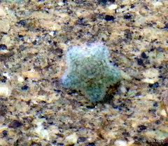 Patiriella regularis