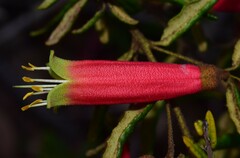 Correa reflexa reflexa