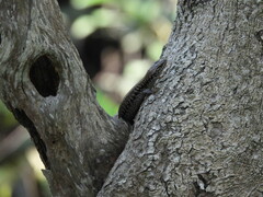 Concinnia tenuis