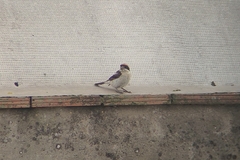 Lanius senator badius