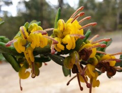 Grevillea chrysophaea