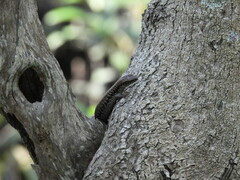 Concinnia tenuis