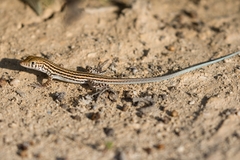 Acanthodactylus felicis