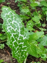 Silybum marianum
