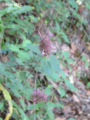 Agastache palmeri