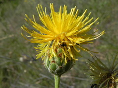 Centaurea arachnoidea