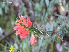 Lamourouxia multifida