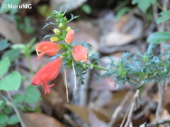 Lamourouxia multifida