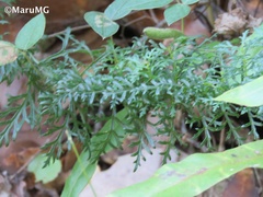 Lamourouxia multifida