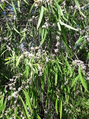Agonis flexuosa