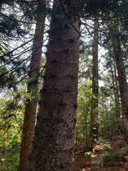 Araucaria columnaris