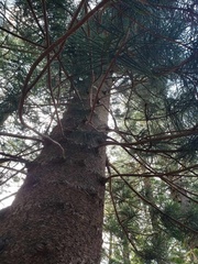 Araucaria columnaris