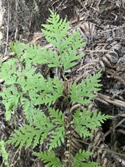 Pteris macilenta