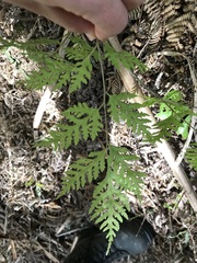 Pteris macilenta