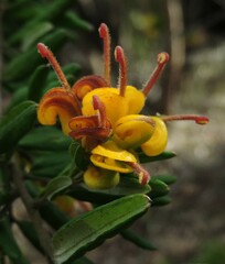 Grevillea chrysophaea