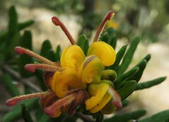 Grevillea chrysophaea