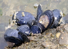 Mytilus planulatus