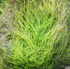 Ulva compressa