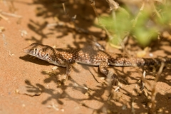 Acanthodactylus schmidti