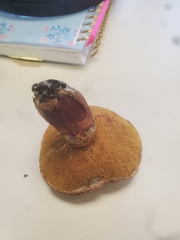 Suillus lakei