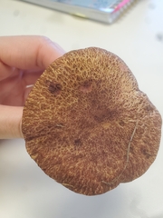 Suillus lakei
