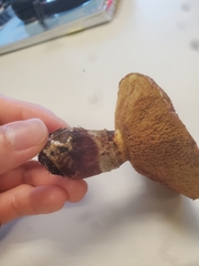 Suillus lakei