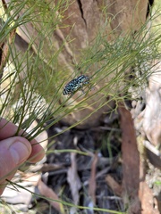 Chrysolopus spectabilis