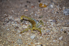 Hadrurus concolorous