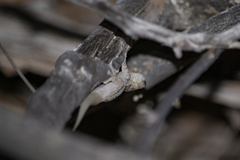 Phyllodactylus nocticolus