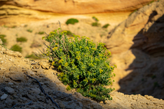 Coulterella capitata