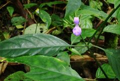 Dicliptera hyssopifolia