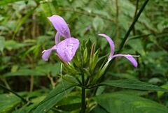Dicliptera hyssopifolia