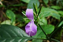 Dicliptera hyssopifolia