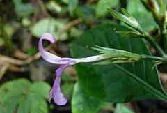 Dicliptera hyssopifolia