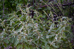 Solanum hindsianum