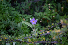 Solanum hindsianum