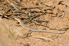 Mesalina adramitana