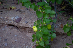 Gossypium davidsonii