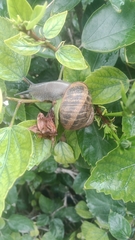 Cornu aspersum